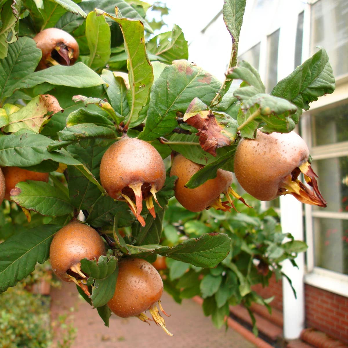 Medlar tree seeds germination stages in seed trays
