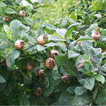 Medlar tree seeds planted in well drained garden soil
