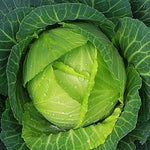 Megaton cabbage seeds organic non GMO high germination for home gardening