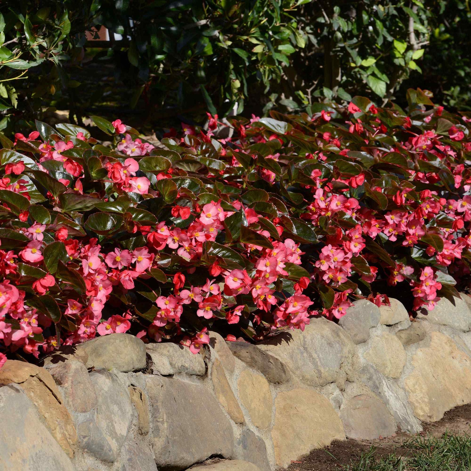 Begonia Megawatt Bronze Leaf Rose Seeds