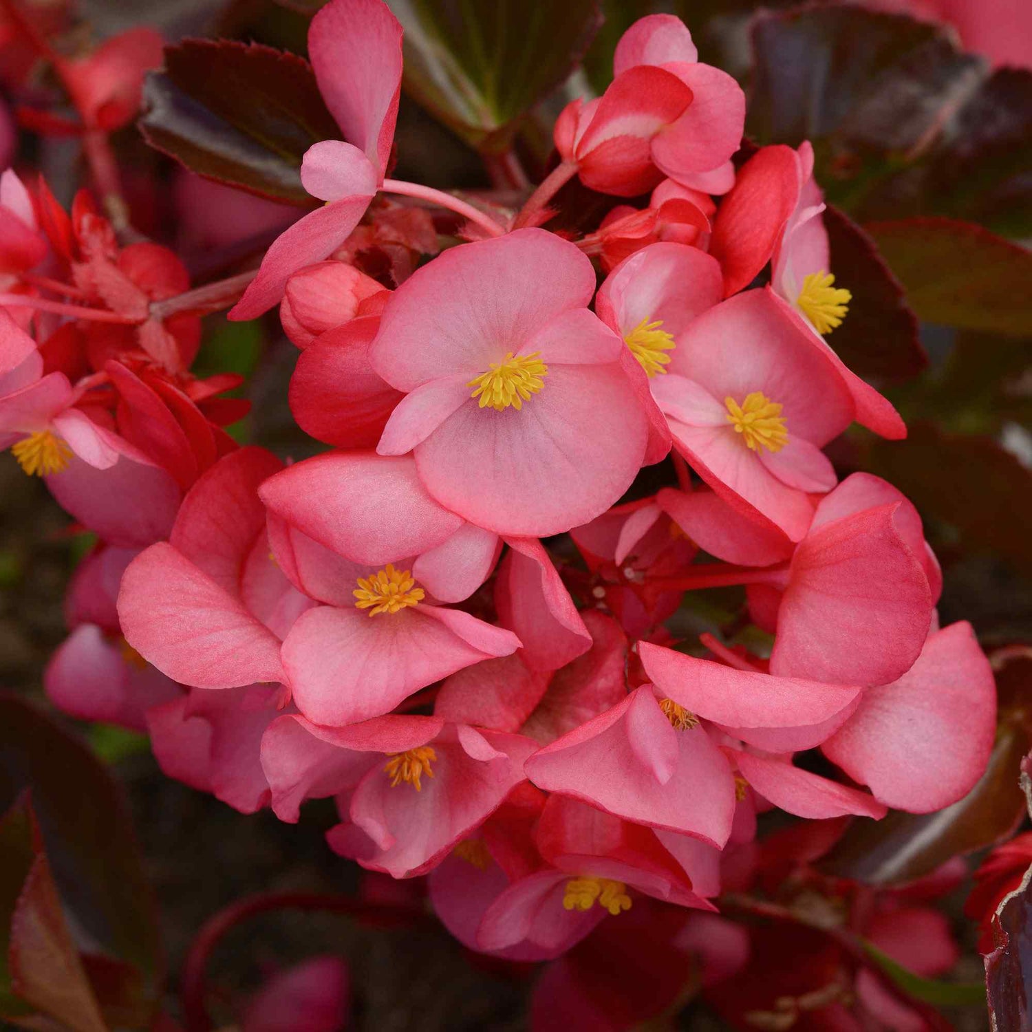 Begonia Megawatt Bronze Leaf Rose Seeds