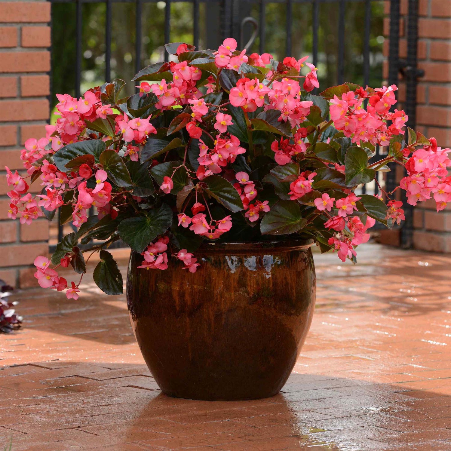 Begonia Megawatt Bronze Leaf Rose Seeds