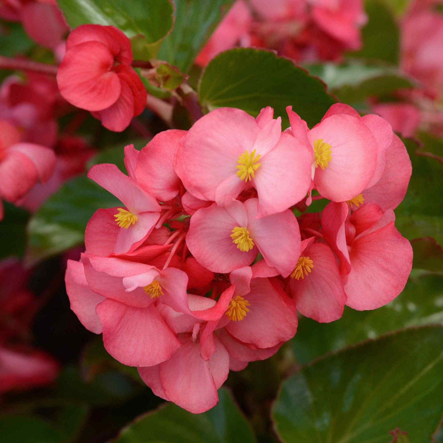 Begonia Megawatt Green Leaf Rose Seeds