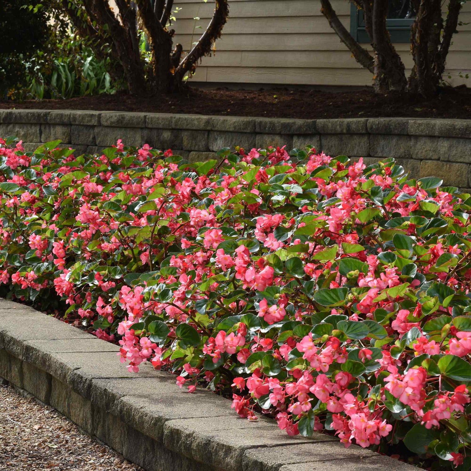 Begonia Megawatt Green Leaf Rose Seeds