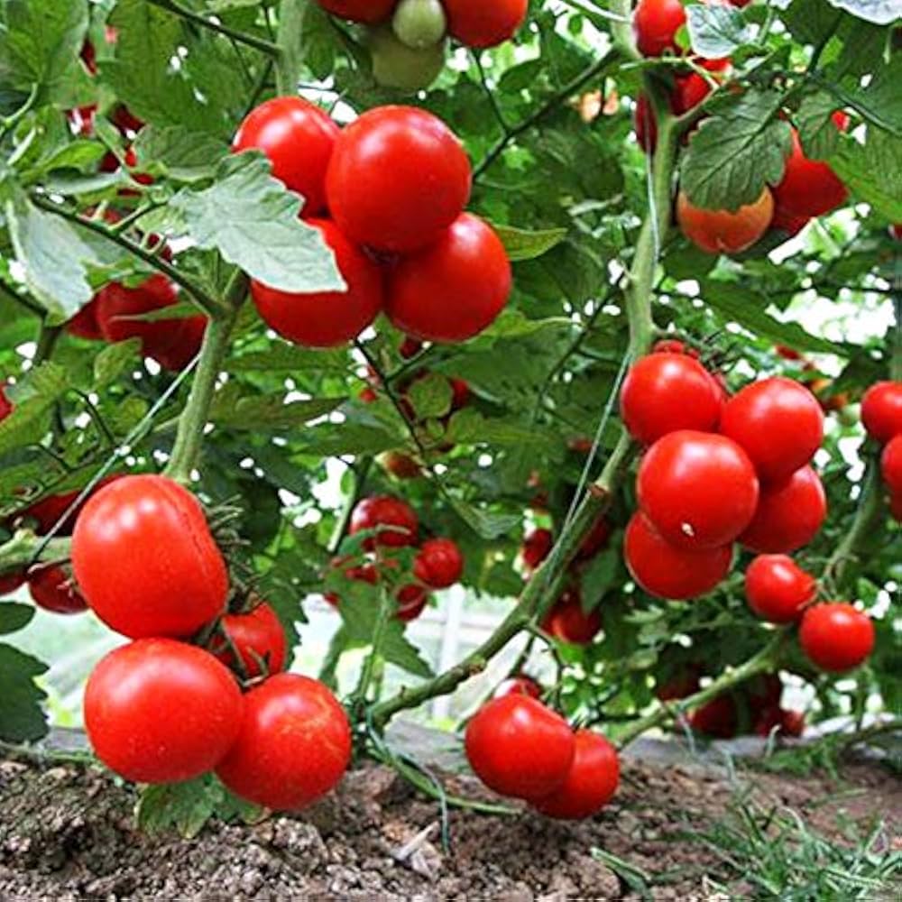 Meister II VFNT Hybrid Tomato Seeds – Disease - Resistant High - Yield Slicing Tomato - Dharaseeds