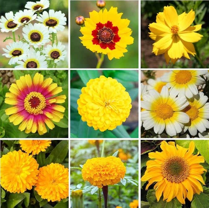 flowers high quality flower seeds for growing vibrant and colorful blooms in home gardens and landscapes organic flowers premium organic flower seeds for sustainable gardening and beautiful blossoms suitable for all climates