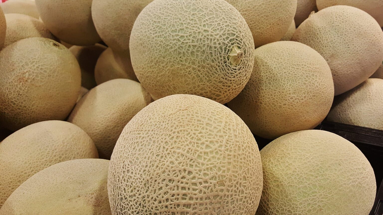 Ambrosia Melon Seeds (Cucumis melo 'Ambrosia')