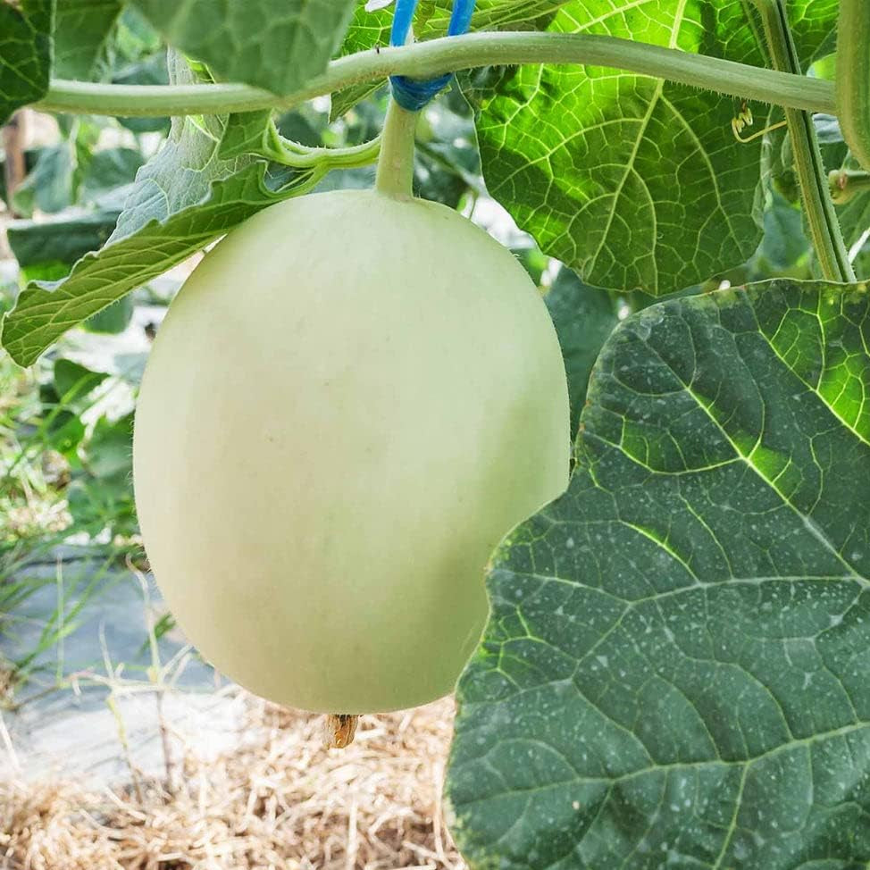 Melon Cucumis Melo seeds green flesh honeydew sweet summer variety