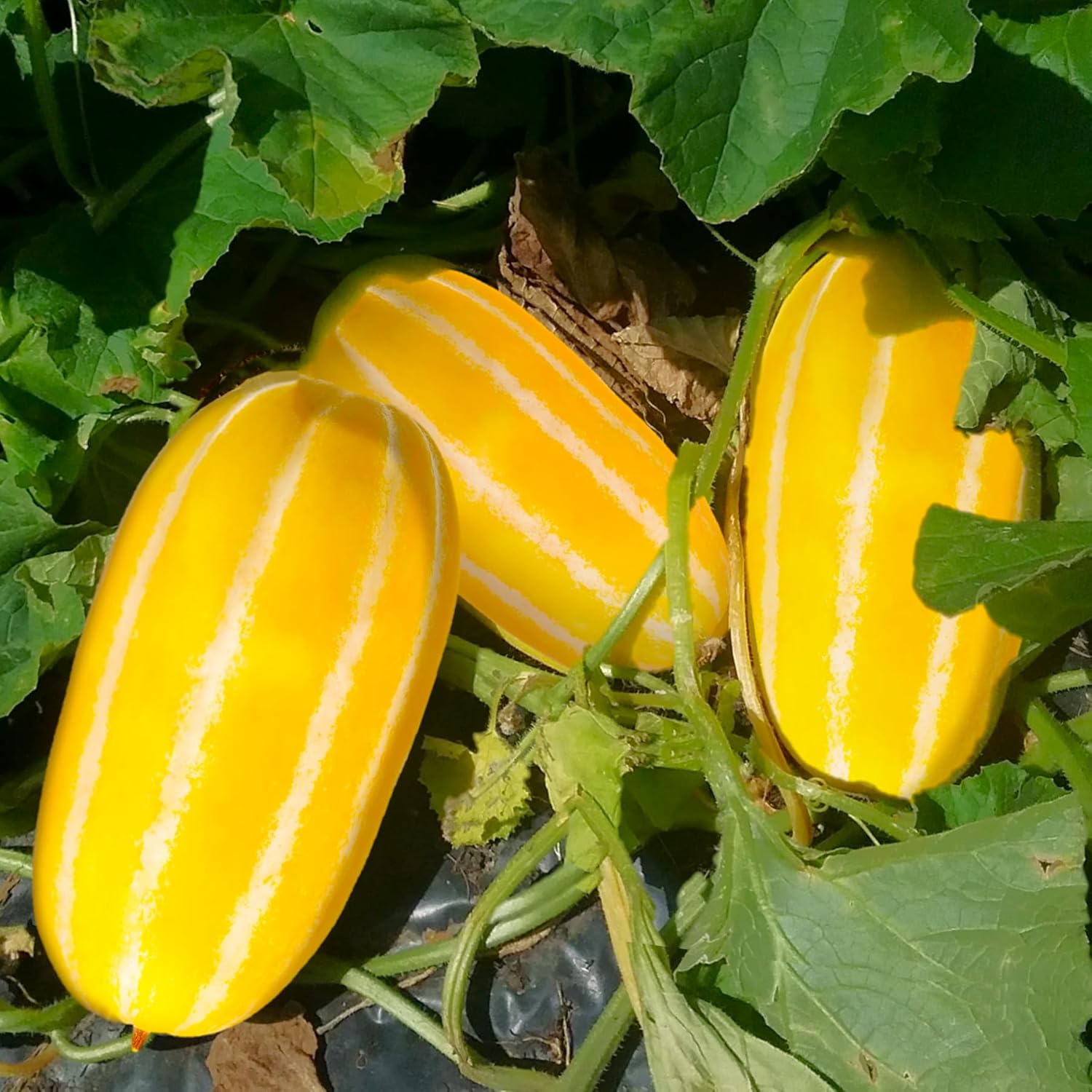 Melon Cucumis Melo seeds white and yellow cantaloupe varieties