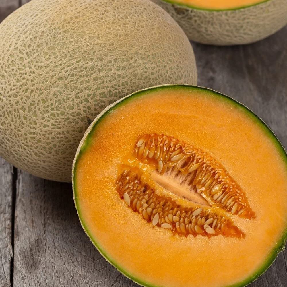 High yield melon seeds for outdoor and greenhouse growing