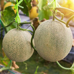 Melon Cucumis Melo seeds producing orange flesh summer melons