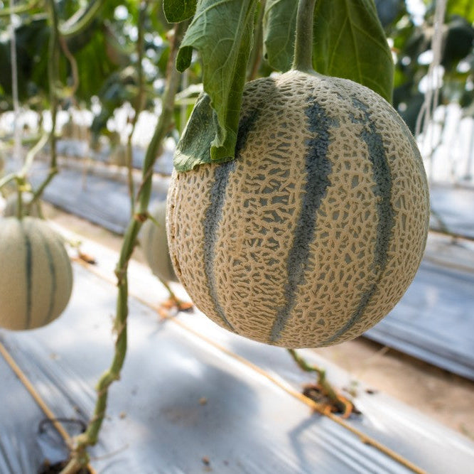 Melon seeds for terrace garden and balcony gardening