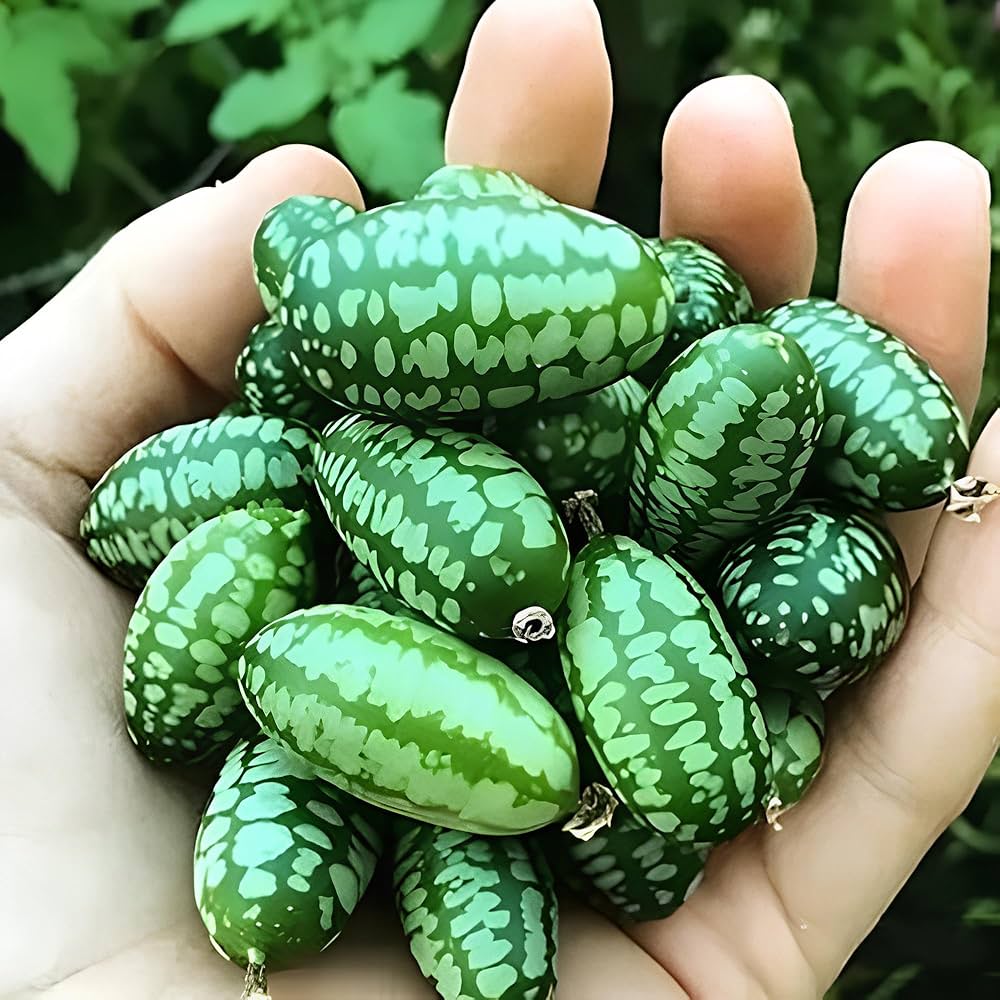 Vine growth from Green Machine melon seeds in summer