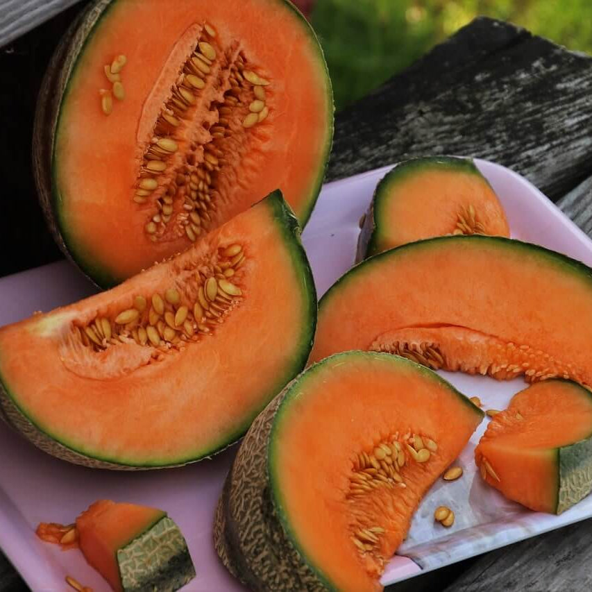 Melon seeds summer variety for kitchen garden