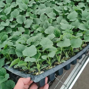 Warm season melon seeds for home garden