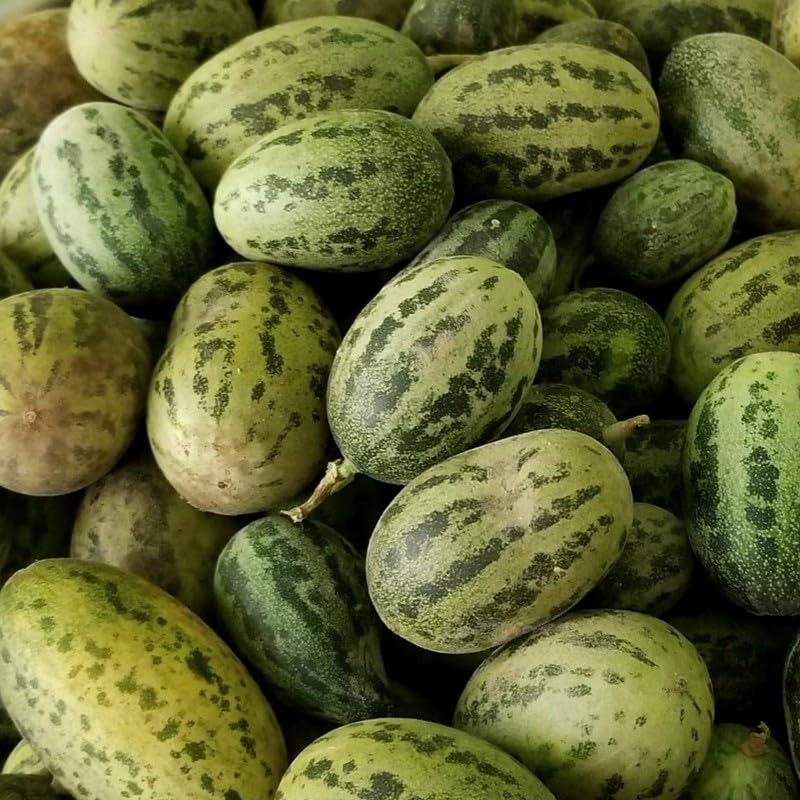 Melon Toad Skin seeds for planting in kitchen garden