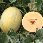 Melone Amal F2 melon seeds for home garden planting