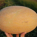 Melone Amal F2 melon seeds germination stage