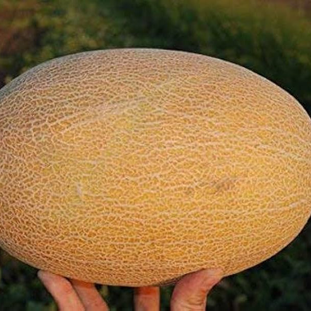 Melone Amal F2 melon seeds germination stage