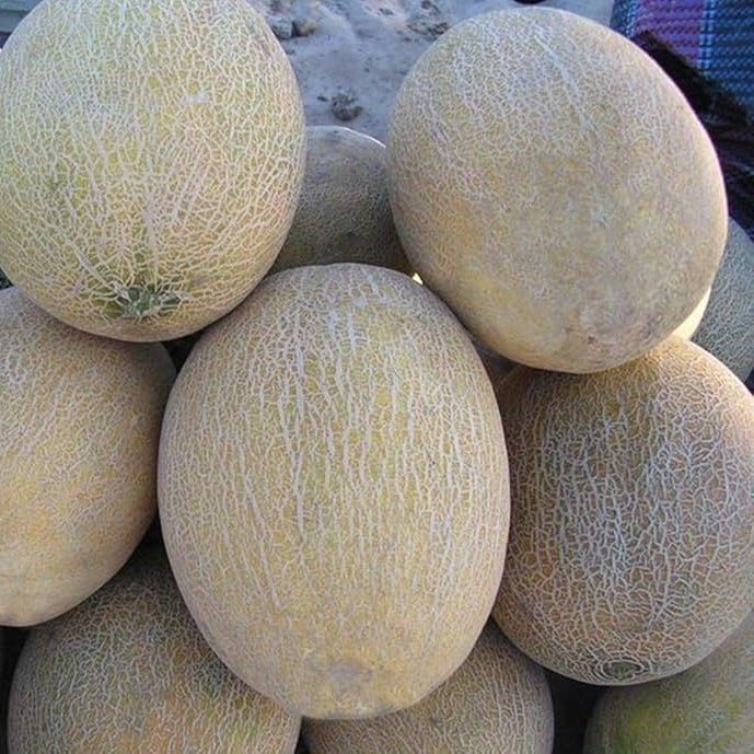 Hybrid melon seeds packet for summer gardening