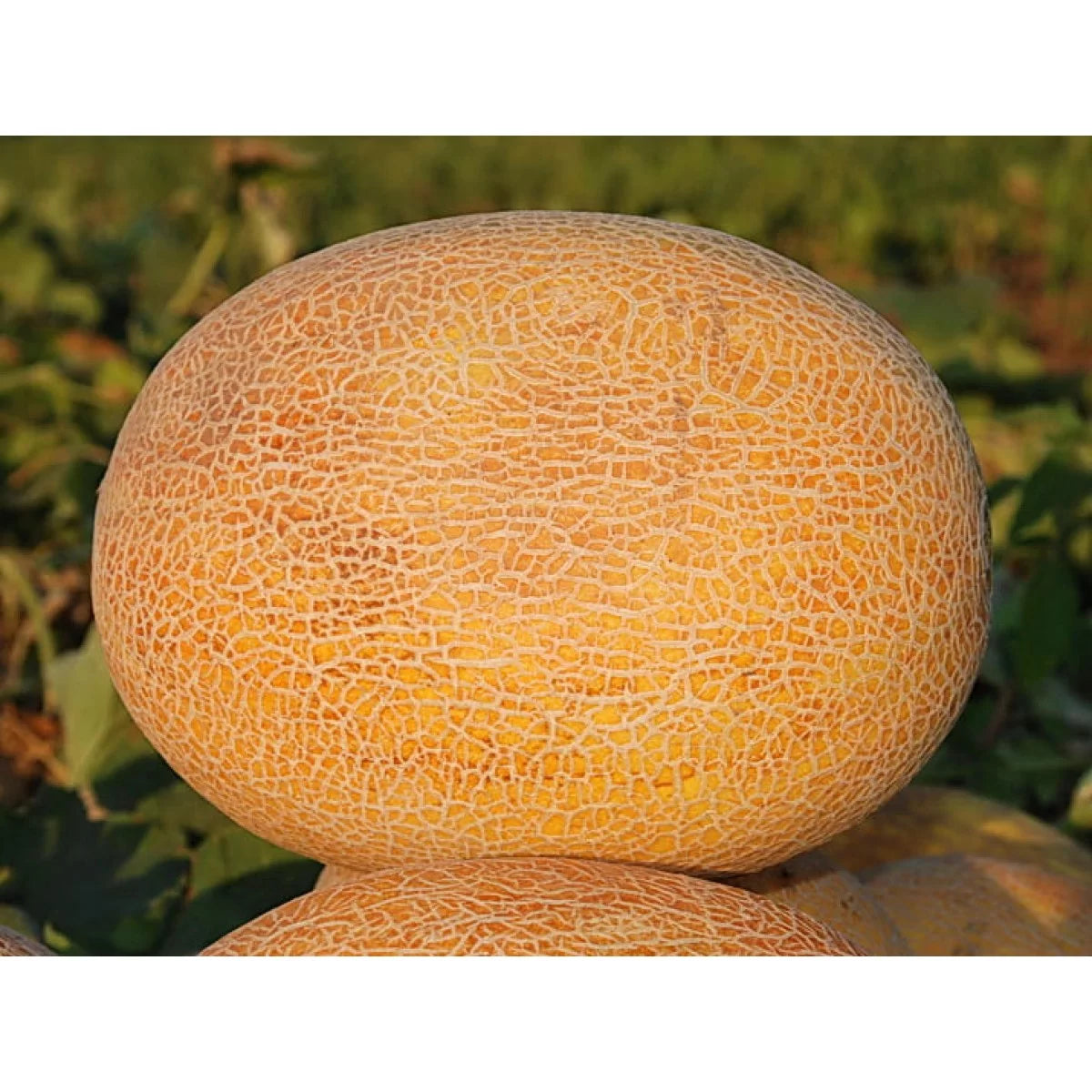 Hybrid melon plant vine grown from seeds