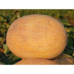 Hybrid melon plant vine grown from seeds