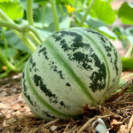 Melone Goprinka seeds for planting high quality melon seeds