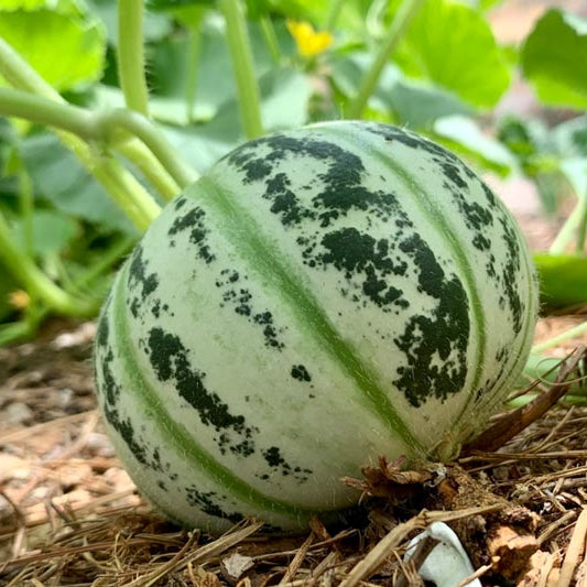 Melone Goprinka seeds for planting high quality melon seeds