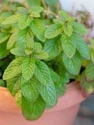 Mentha Herb Seeds – Non-GMO Mint for Culinary Use