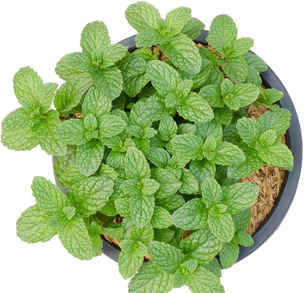 Mentha x villosa Seeds – Authentic Mojito Mint for Home Garden