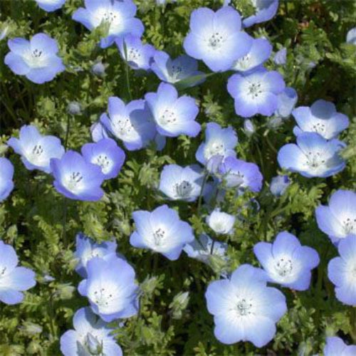 Baby Blue Eyes Wildflower Seeds