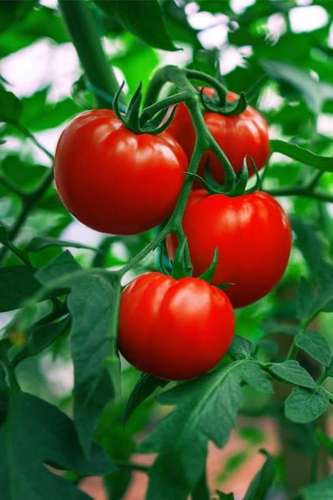 Mercato Gulf State Tomato Seeds – Medium Season Variety - Dharaseeds