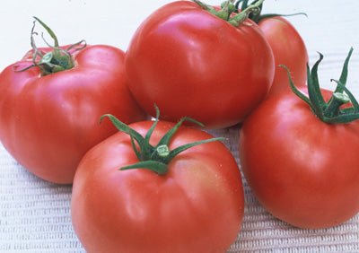 Mercato Gulf State Tomato Seeds – Medium Season Variety - Dharaseeds