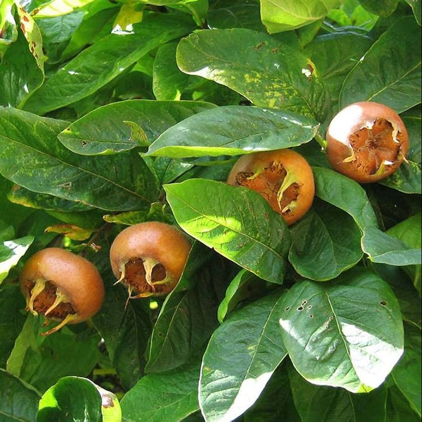 Mespilus germanica medlar tree seeds for planting in home gardens