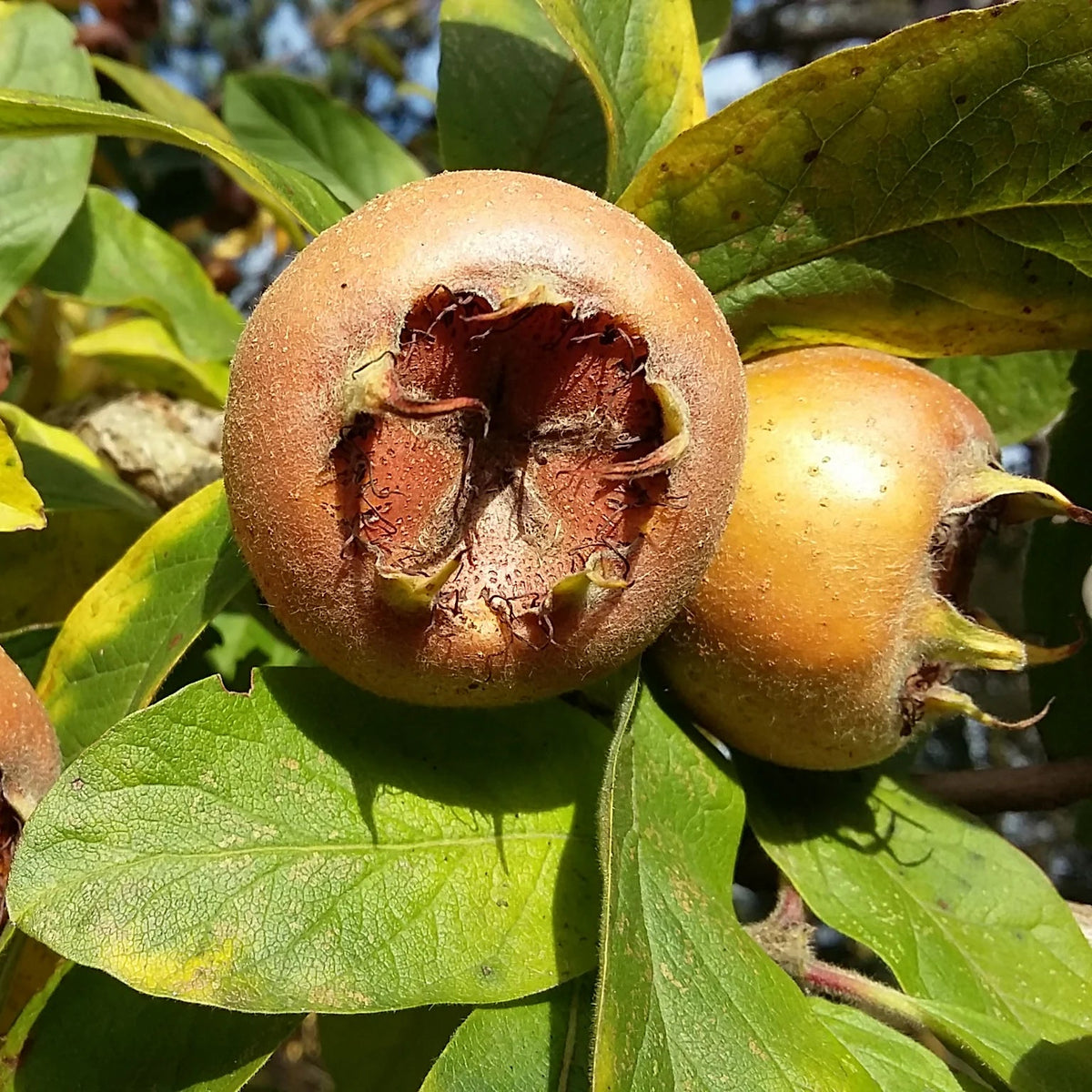 Mespilus germanica seeds seedling growth indoors