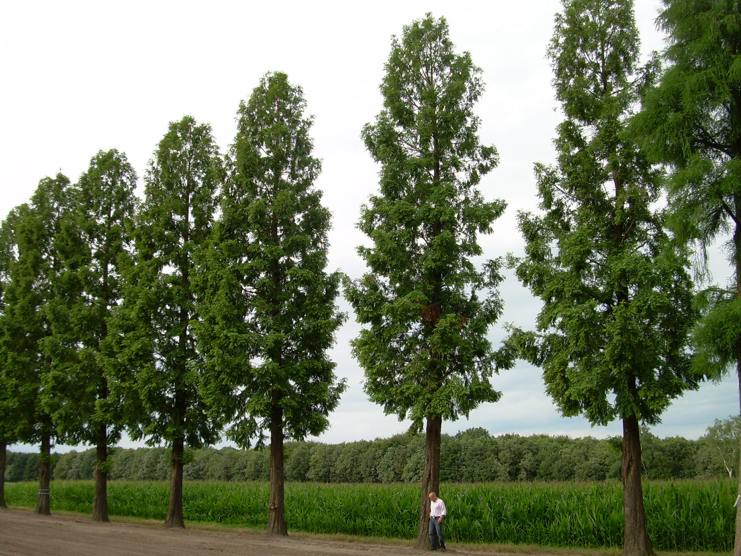 Metasequoia glyptostroboides