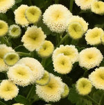 Matricaria Vegmo Snowball Imported Pelleted heirloom non-gmo organic garden seeds
