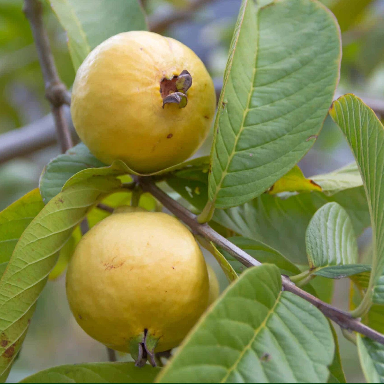 Mexican Cream guava seeds heirloom non GMO for planting