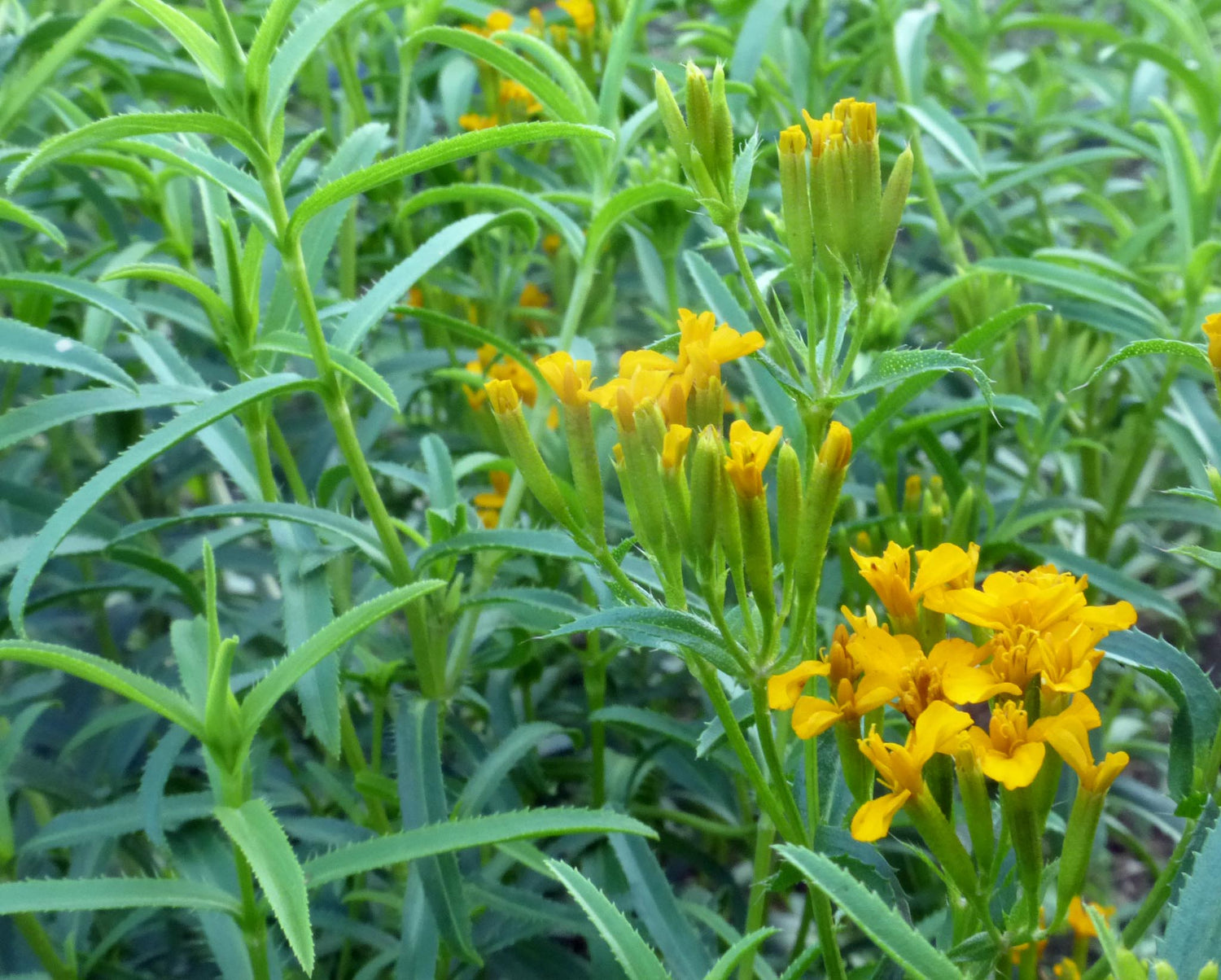 Mexican Mint Mexican Tarragon Seeds