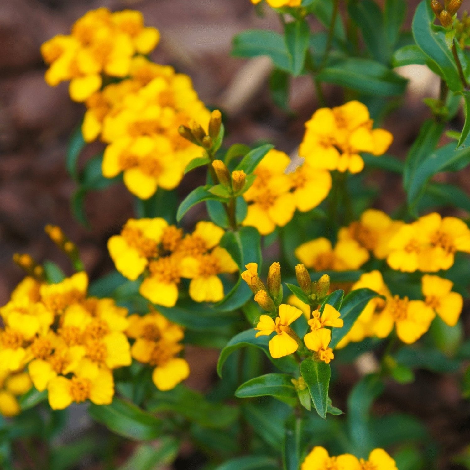 Mexican Mint Mexican Tarragon Seeds