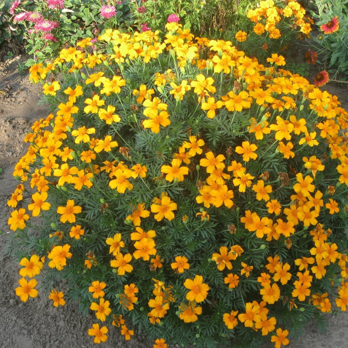 flowers high quality flower seeds for growing vibrant and colorful blooms in home gardens and landscapes organic flowers premium organic flower seeds for sustainable gardening and beautiful blossoms suitable for all climates