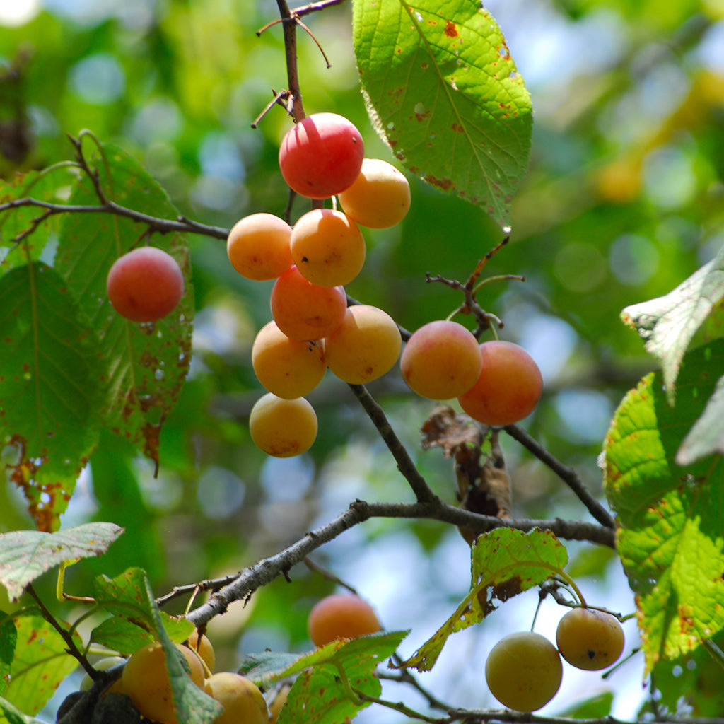 Mexican Plum (Prunus mexicana) Seeds