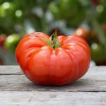 Mexican Silly Tomato Vegetable Seeds for Planting - 100 Pcs pcs - Dharaseeds