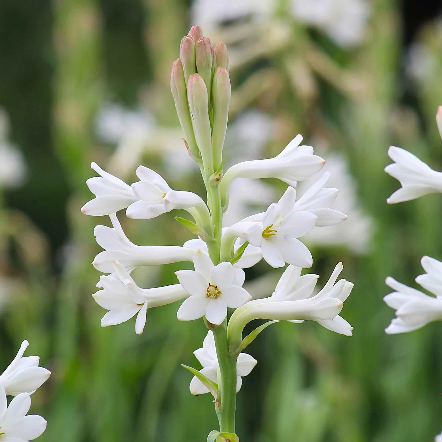 Mexican Tuberose Bulbs - Single White