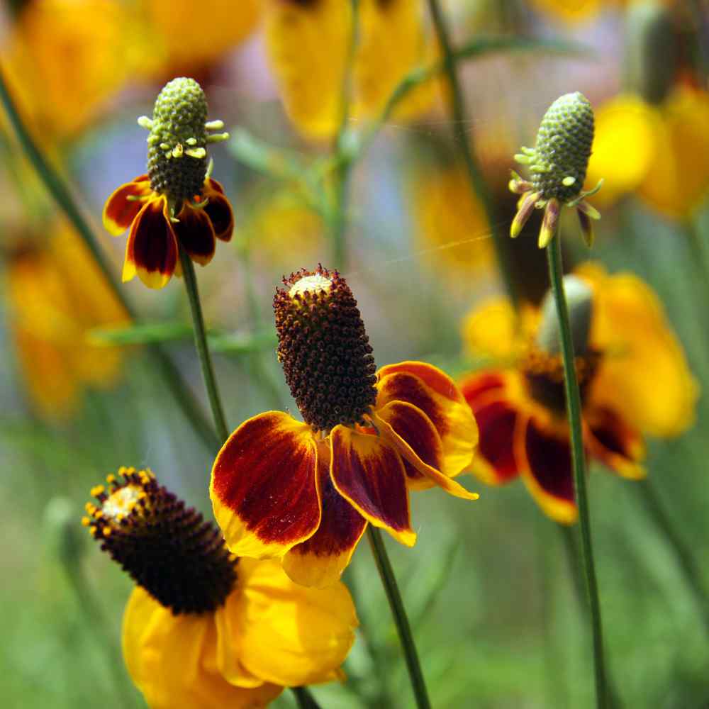 Mexican Hat Seeds