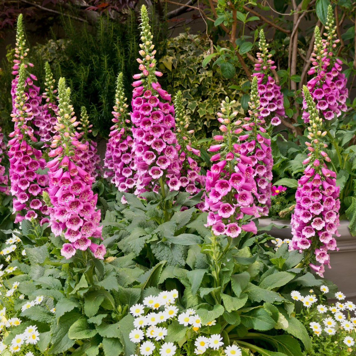 Mixed Foxglove Seeds