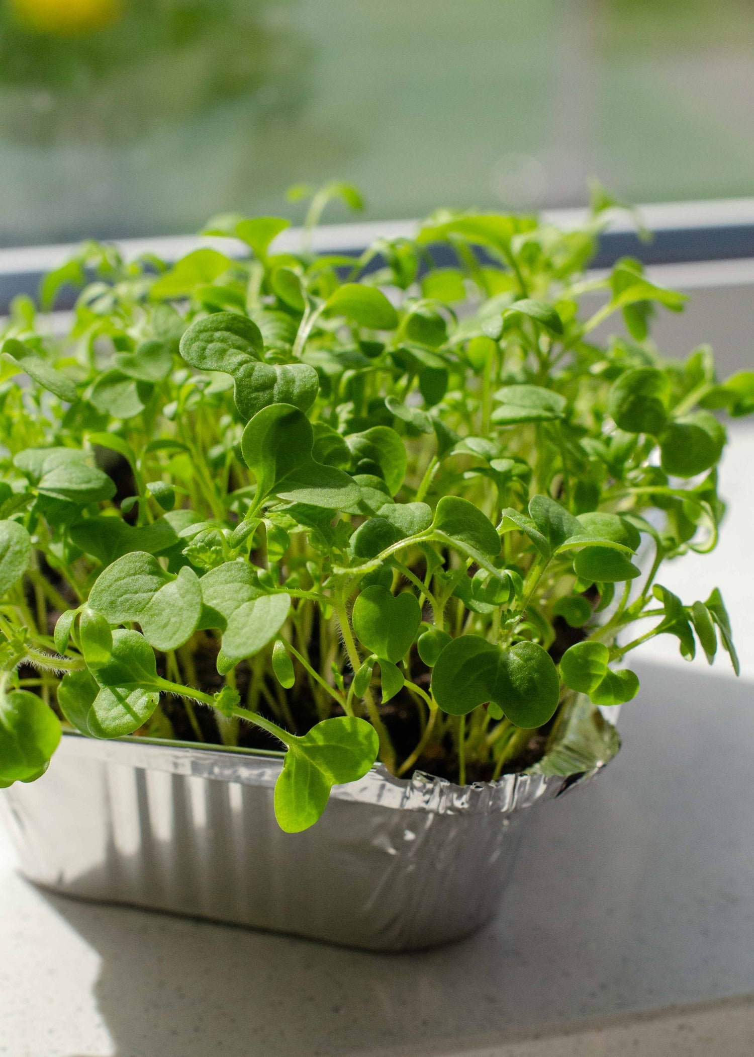 Parsley Microgreen Seed