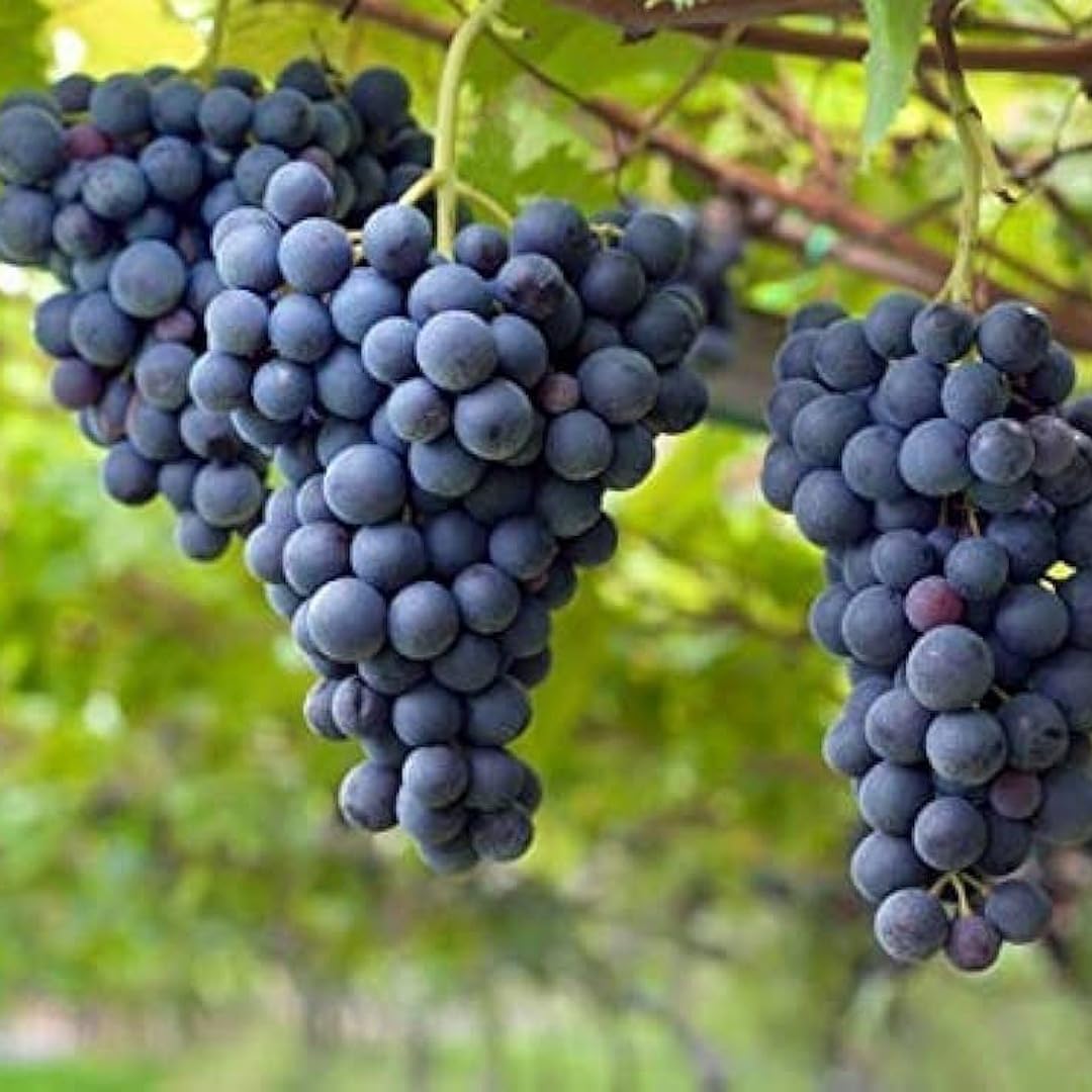 High germination Midnight Beauty Grapes seeds for home gardening