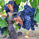 Grapevine growing from Midnight Beauty Grapes seeds