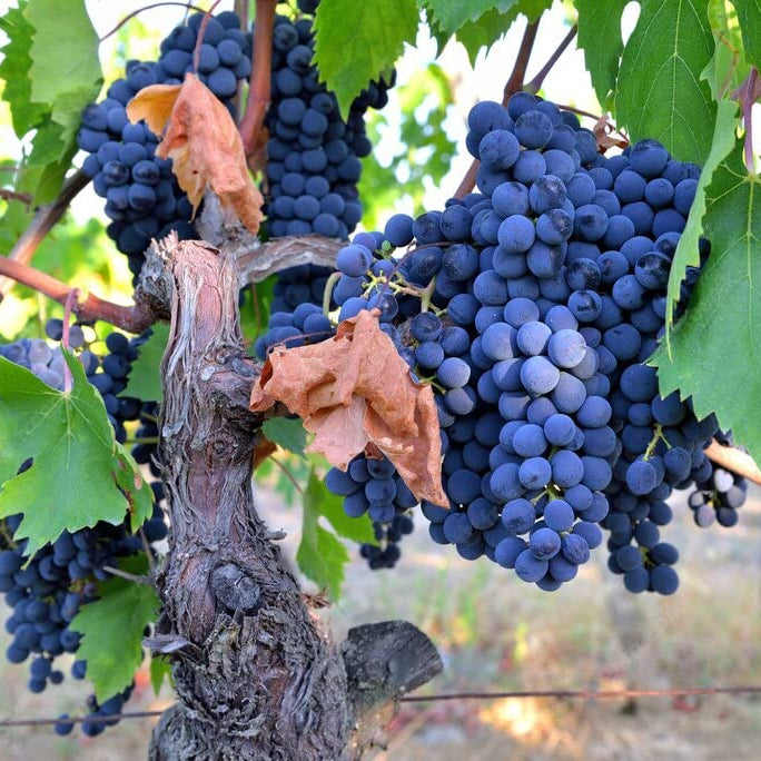 Grapevine growing from Midnight Beauty Grapes seeds
